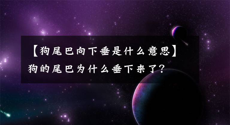 【狗尾巴向下垂是什么意思】狗的尾巴为什么垂下来了?