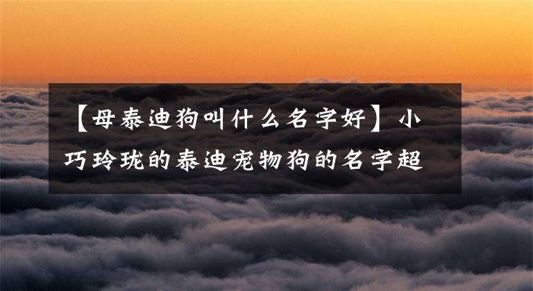 【母泰迪狗叫什么名字好】小巧玲珑的泰迪宠物狗的名字超经典-可爱之处