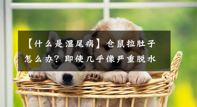 【什么是湿尾病】仓鼠拉肚子怎么办?即使几乎像严重脱水一样。