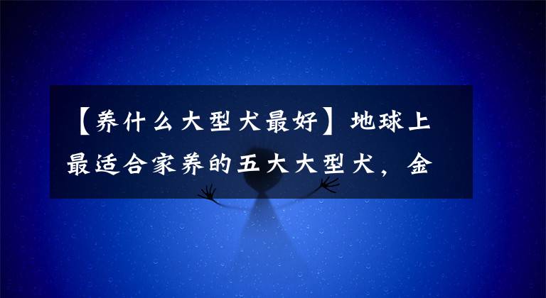 【养什么大型犬最好】地球上最适合家养的五大大型犬，金毛和李贺都榜上有名，你喜欢哪个？