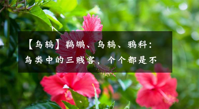 【乌鸫】鹈鹕、乌鸫、鸦科：鸟类中的三贱客，个个都是不好惹的主儿