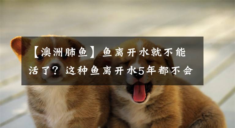 【澳洲肺鱼】鱼离开水就不能活了？这种鱼离开水5年都不会死，还会“夏眠”