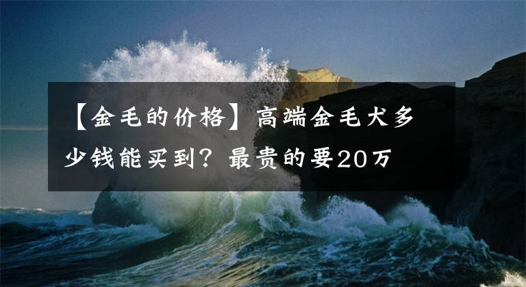【金毛的价格】高端金毛犬多少钱能买到？最贵的要20万