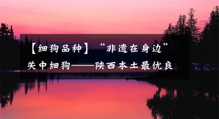 【细狗品种】“非遗在身边”关中细狗——陕西本土最优良的猎犬