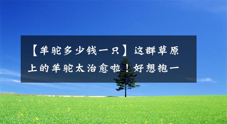 【羊驼多少钱一只】这群草原上的羊驼太治愈啦!好想抱一只回家