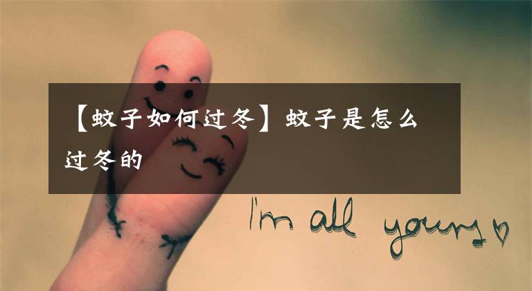 【蚊子如何过冬】蚊子是怎么过冬的