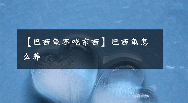 【巴西龟不吃东西】巴西龟怎么养