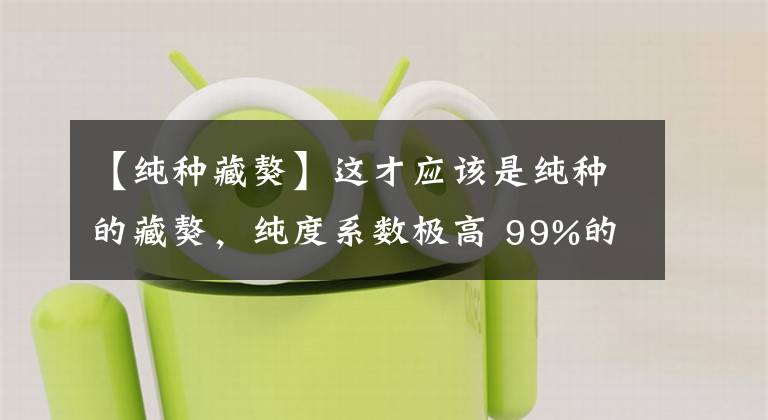 【纯种藏獒】这才应该是纯种的藏獒，纯度系数极高 99%的人没见过