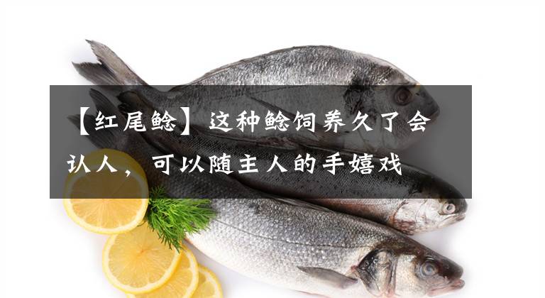 【红尾鲶】这种鲶饲养久了会认人，可以随主人的手嬉戏