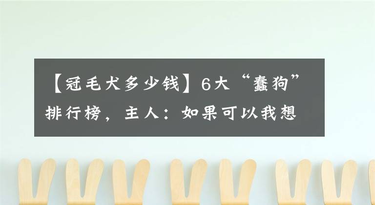 【冠毛犬多少钱】6大“蠢狗”排行榜，主人：如果可以我想重选