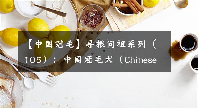 【中国冠毛】寻根问祖系列（105）：中国冠毛犬（Chinese Crested）