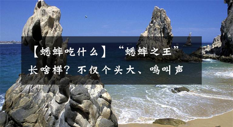 【蟋蟀吃什么】“蟋蟀之王”长啥样?不仅个头大、鸣叫声响亮,叫声持续时间也长