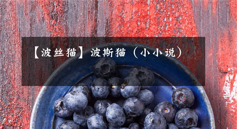 【波丝猫】波斯猫（小小说）
