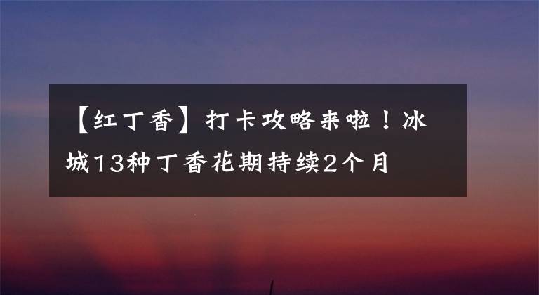 【红丁香】打卡攻略来啦！冰城13种丁香花期持续2个月