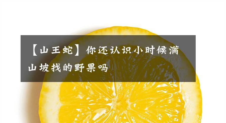 【山王蛇】你还认识小时候满山坡找的野果吗