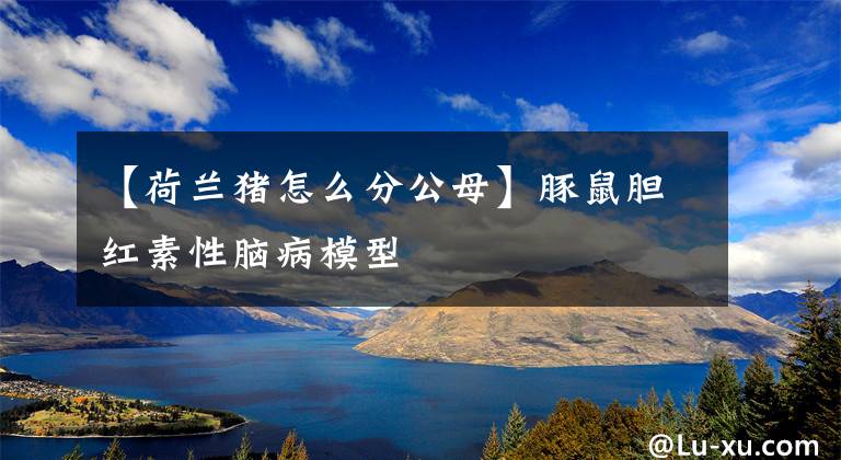 【荷兰猪怎么分公母】豚鼠胆红素性脑病模型