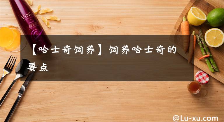 【哈士奇饲养】饲养哈士奇的要点