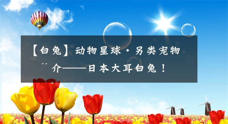 【白兔】动物星球·另类宠物推介——日本大耳白兔！