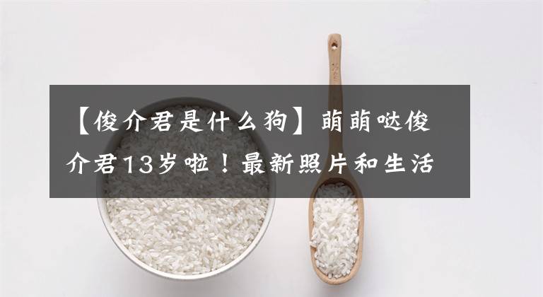 【俊介君是什么狗】萌萌哒俊介君13岁啦!最新照片和生活日常已曝光,接好