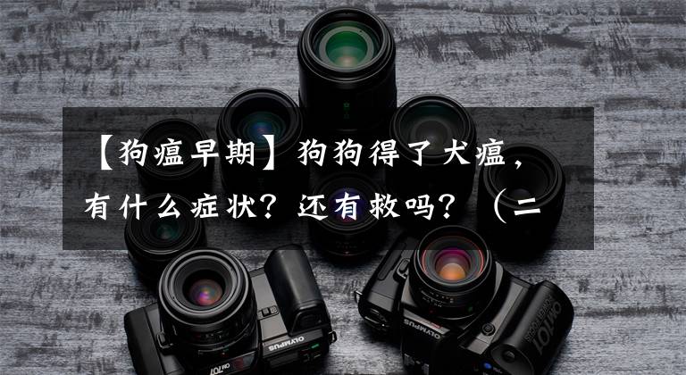 【狗瘟早期】狗狗得了犬瘟,有什么症状?还有救吗?(二)