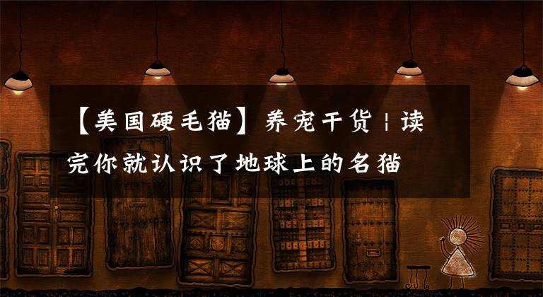 【美国硬毛猫】养宠干货 | 读完你就认识了地球上的名猫