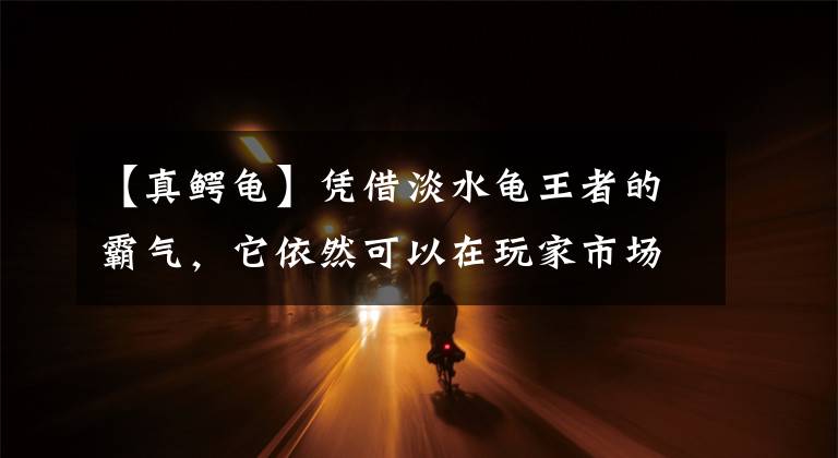 【真鳄龟】凭借淡水龟王者的霸气,它依然可以在玩家市场站稳