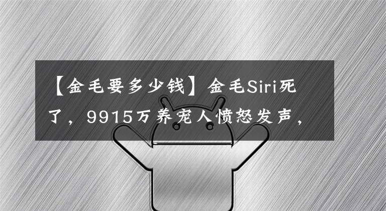 【金毛要多少钱】金毛Siri死了,9915万养宠人愤怒发声,狗不只是一件货物