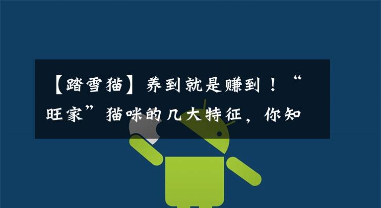 【踏雪猫】养到就是赚到！“旺家”猫咪的几大特征，你知道吗？