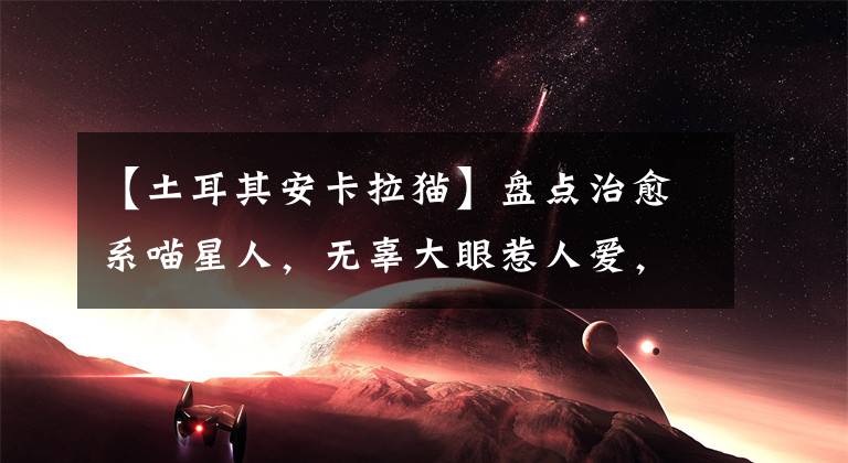 【土耳其安卡拉猫】盘点治愈系喵星人,无辜大眼惹人爱,平抚燥热盛夏