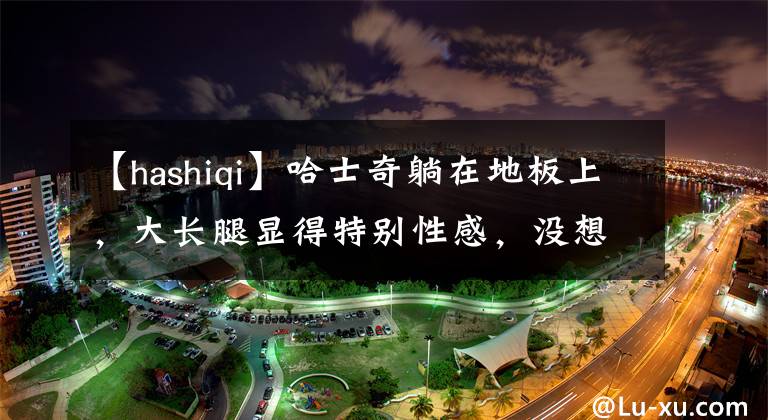 【hashiqi】哈士奇躺在地板上,大长腿显得特别性感,没想到你是这样的狗狗
