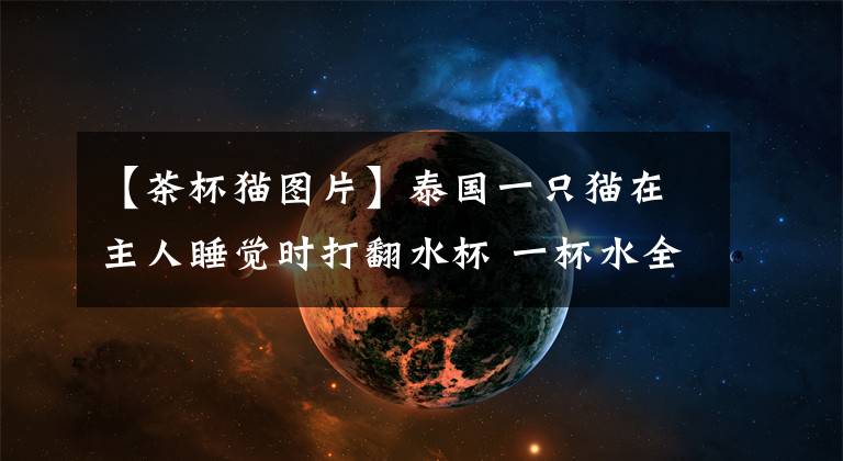 【茶杯猫图片】泰国一只猫在主人睡觉时打翻水杯 一杯水全部浇在主人头上