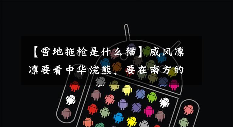 【雪地拖枪是什么猫】威风凛凛要看中华浣熊，要在南方的雪中奔跑玩耍，一点也不觉得冷，像只小老虎。