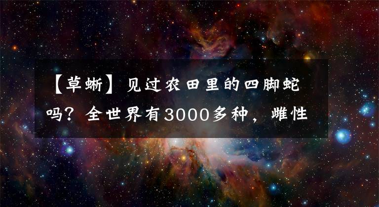 【草蜥】见过农田里的四脚蛇吗?全世界有3000多种,雌性可以单独繁殖