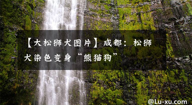 【大松狮犬图片】成都：松狮犬染色变身“熊猫狗”