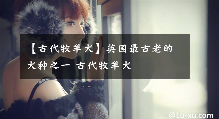 【古代牧羊犬】英国最古老的犬种之一 古代牧羊犬