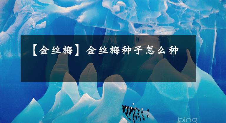 【金丝梅】金丝梅种子怎么种