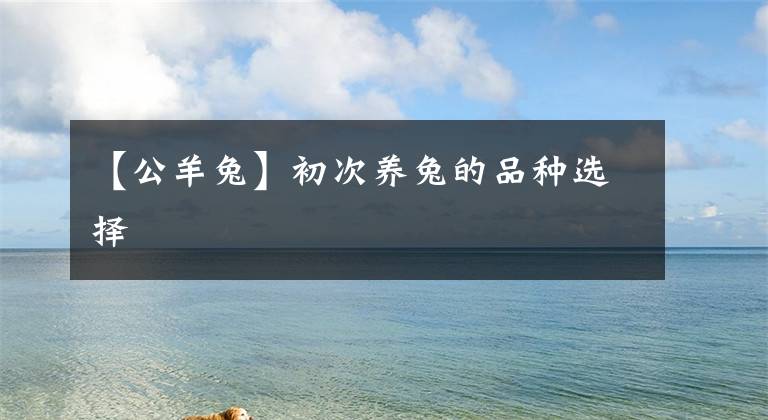 【公羊兔】初次养兔的品种选择