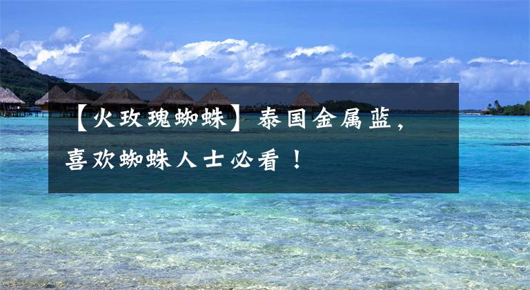 【火玫瑰蜘蛛】泰国金属蓝,喜欢蜘蛛人士必看!