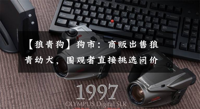 【狼青狗】狗市：商贩出售狼青幼犬，围观者直接挑选问价！