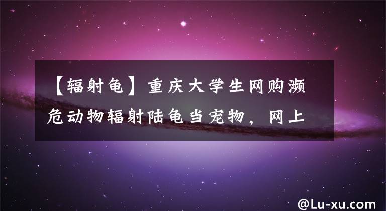 【辐射龟】重庆大学生网购濒危动物辐射陆龟当宠物,网上转卖被警方抓获