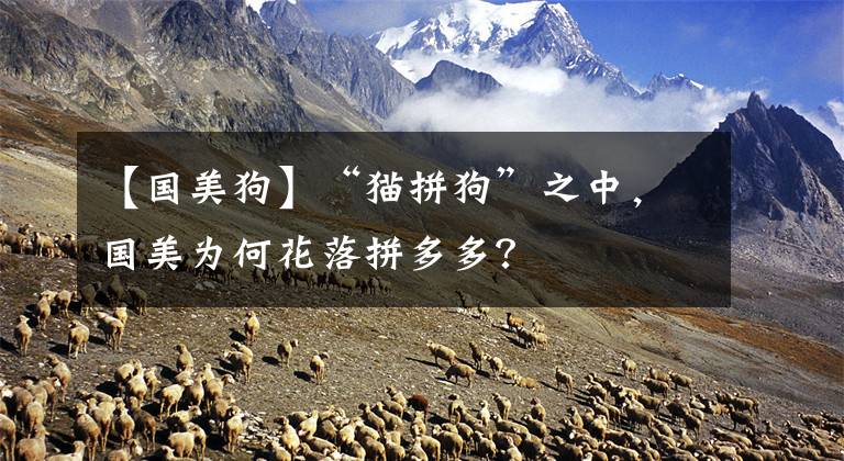 【国美狗】“猫拼狗”之中，国美为何花落拼多多？