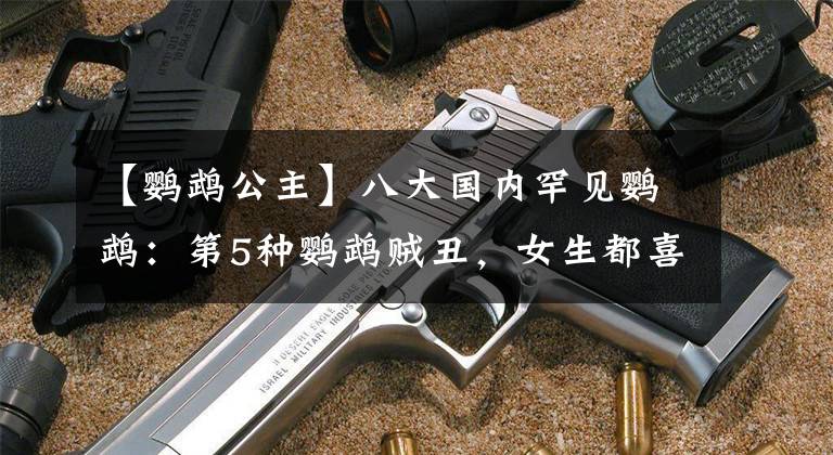 【鹦鹉公主】八大国内罕见鹦鹉：第5种鹦鹉贼丑，女生都喜欢第3种鹦鹉