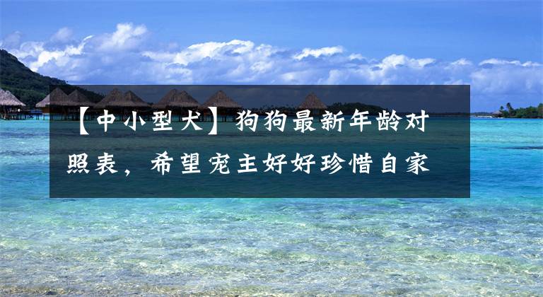 【中小型犬】狗狗最新年龄对照表，希望宠主好好珍惜自家狗