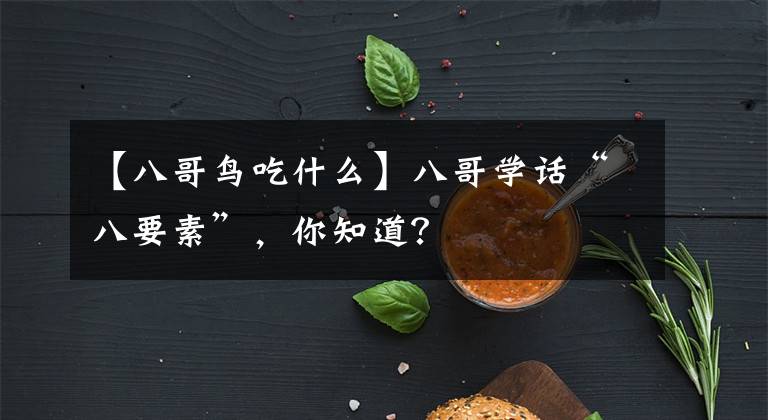 【八哥鸟吃什么】八哥学话“八要素”，你知道？