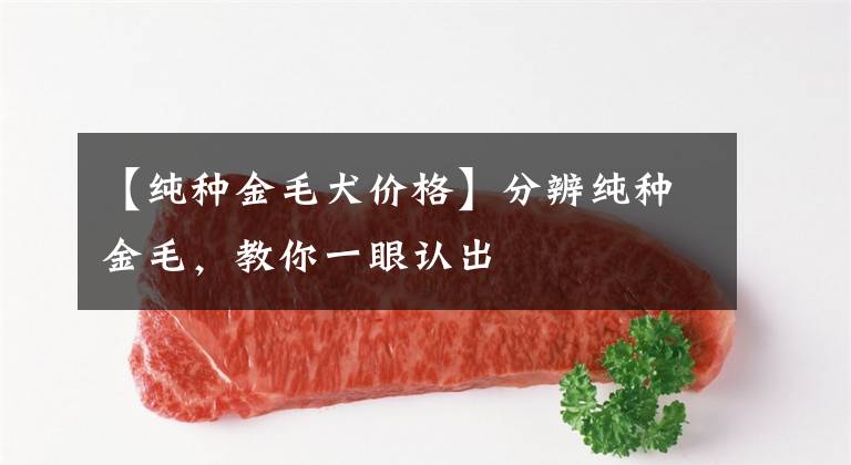 【纯种金毛犬价格】分辨纯种金毛，教你一眼认出