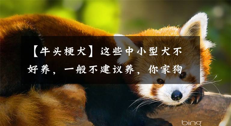 【牛头梗犬】这些中小型犬不好养，一般不建议养，你家狗在榜上吗？