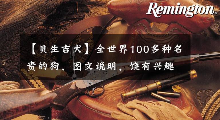 【贝生吉犬】全世界100多种名贵的狗，图文说明，饶有兴趣