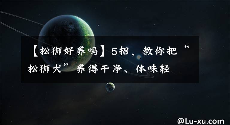 【松狮好养吗】5招，教你把“松狮犬”养得干净、体味轻