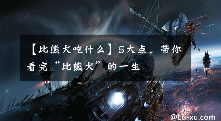 【比熊犬吃什么】5大点，带你看完“比熊犬”的一生