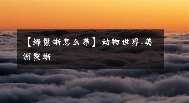 【绿鬣蜥怎么养】动物世界-美洲鬣蜥